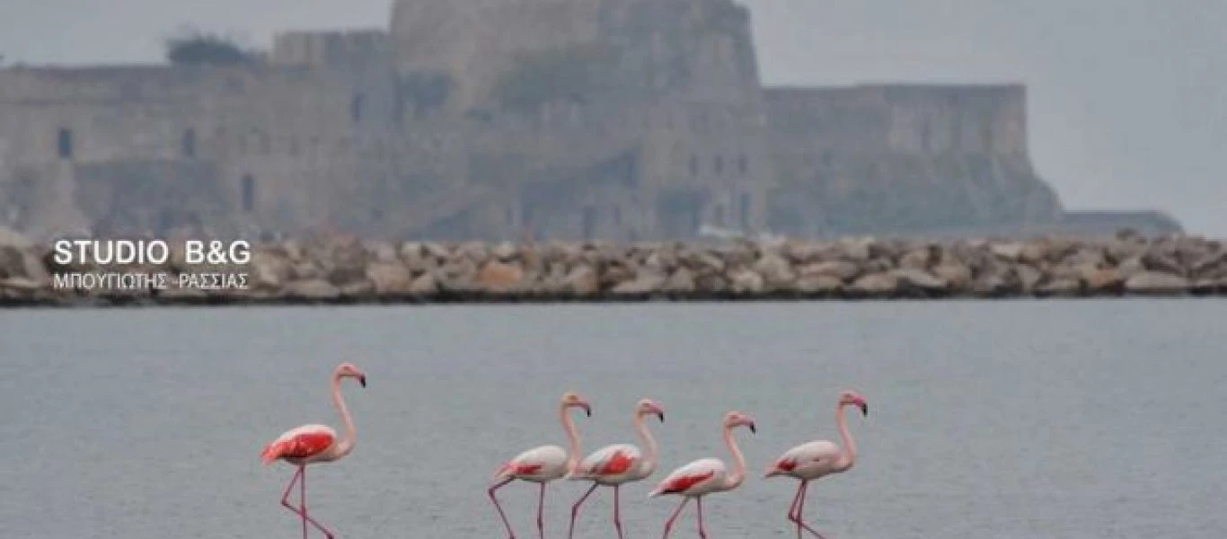 Φλαμίνγκο εγκλωβίστηκαν στο Ναύπλιο λόγω της κακοκαιρίας! (φωτο - βίντεο)